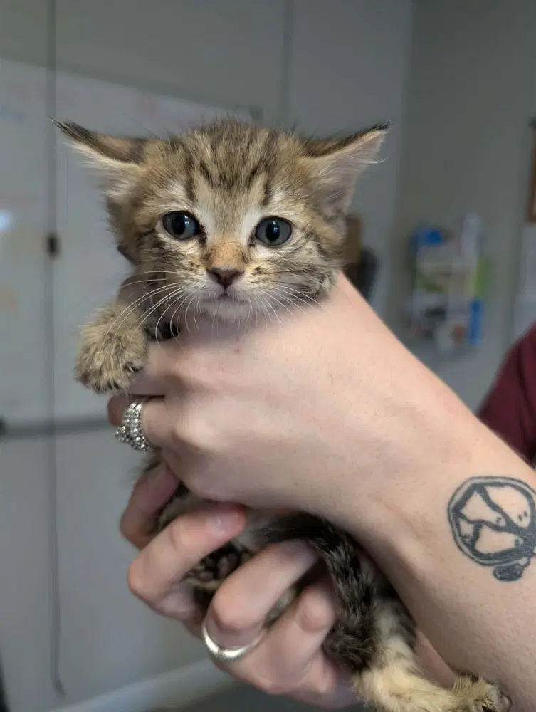 Claws - Domestic Short Hair