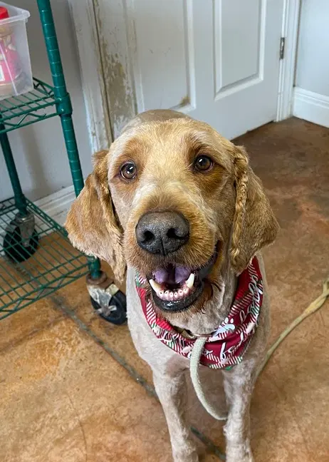 Blaize - Golden Retriever