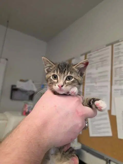 Birch - Domestic Short Hair