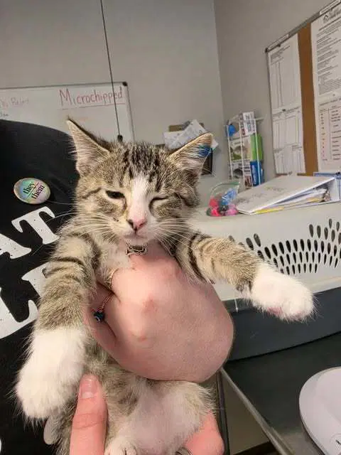 Sycamore - Domestic Short Hair