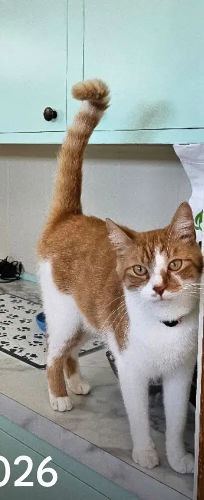 Sammie - Domestic Short Hair
