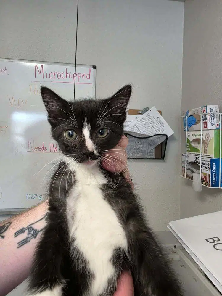 Cedar - Domestic Short Hair