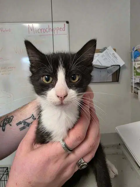 Oak - Domestic Short Hair