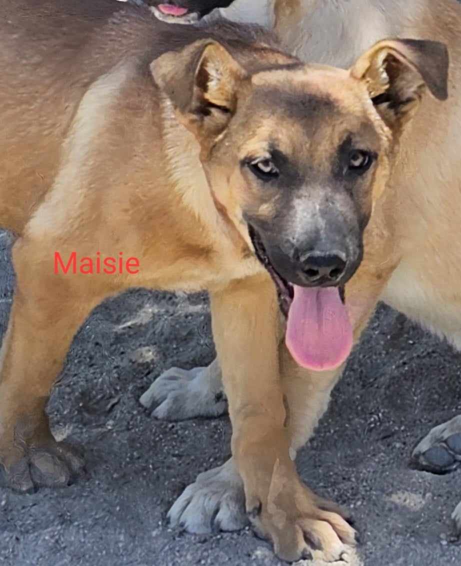 adoptable Dog in Wrightwood, CA named Mabel