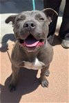 adoptable Dog in wrightwood, CA named Hank