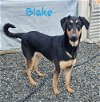 adoptable Dog in wrightwood, CA named Blake