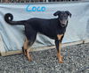 adoptable Dog in Wrightwood, CA named Coco