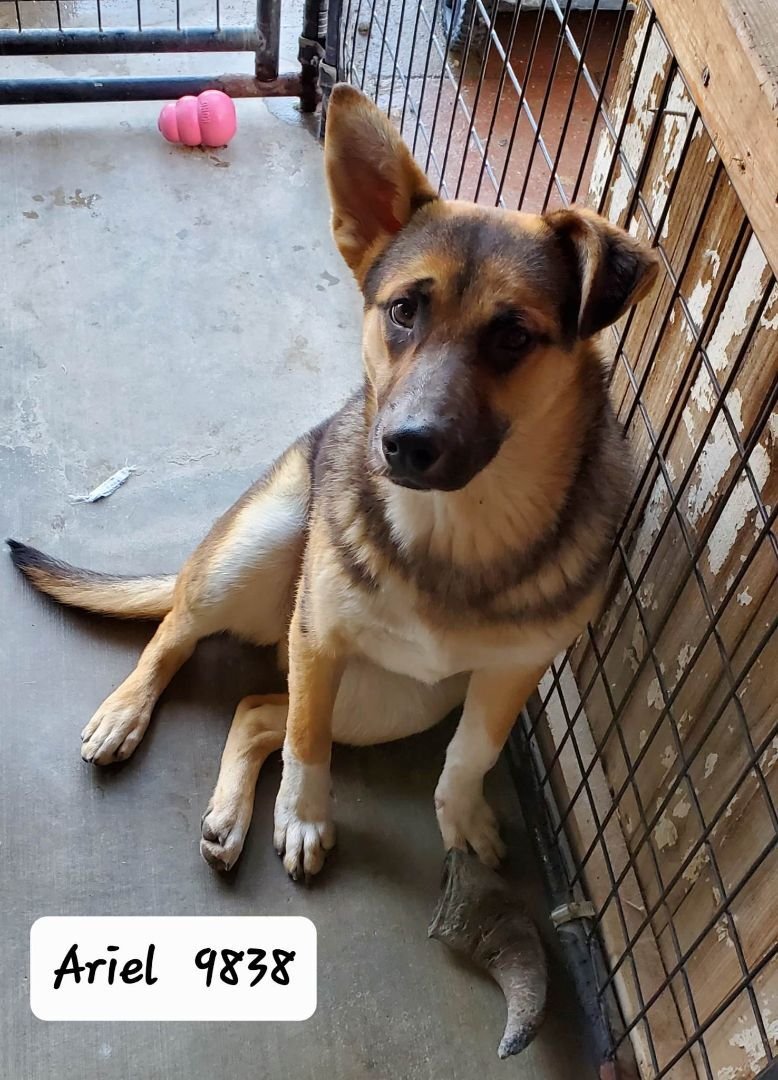 adoptable Dog in Wrightwood, CA named Ariel