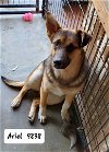 adoptable Dog in wrightwood, CA named Ariel