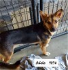 adoptable Dog in wrightwood, CA named Adele