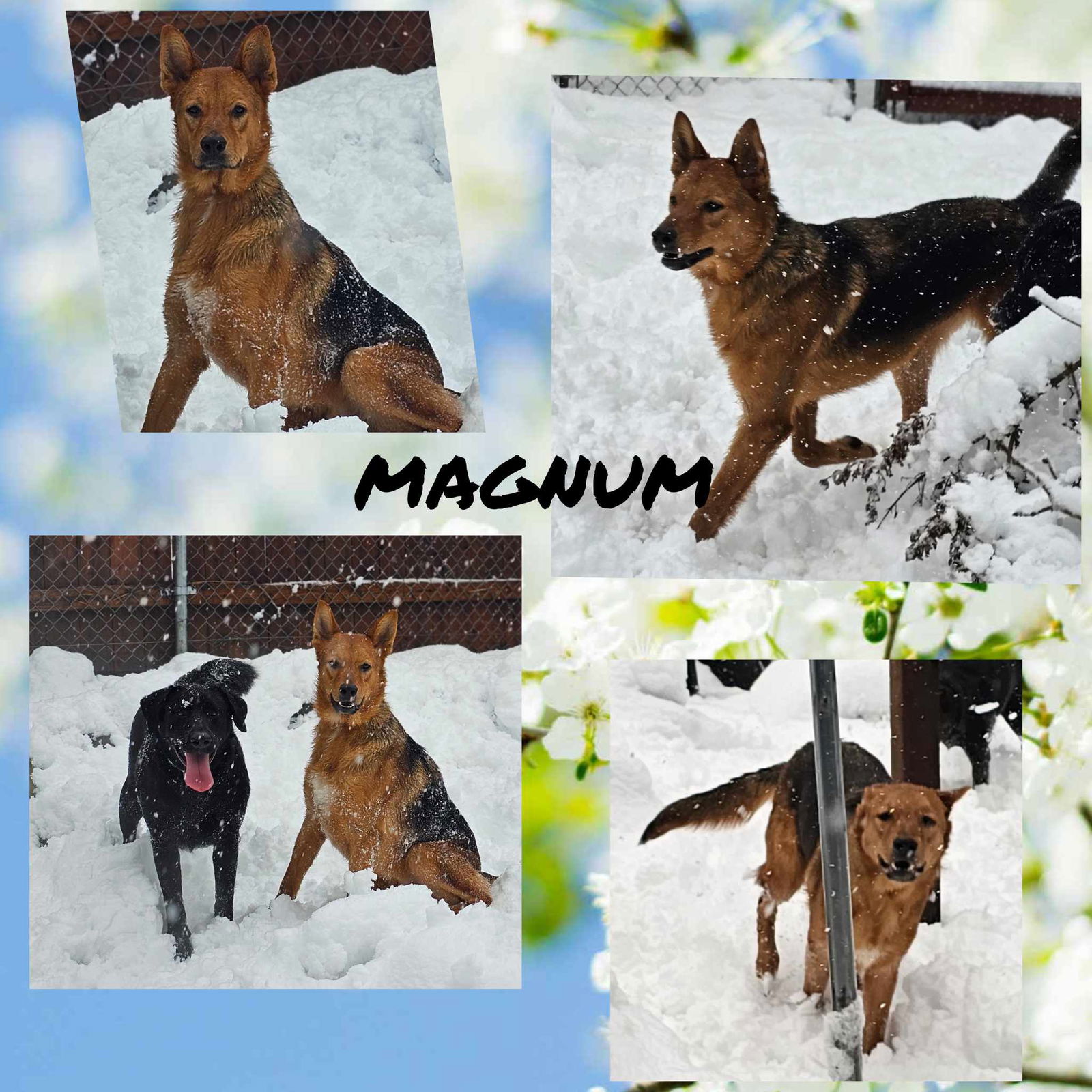 adoptable Dog in Wrightwood, CA named Magnum