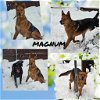 adoptable Dog in wrightwood, CA named Magnum