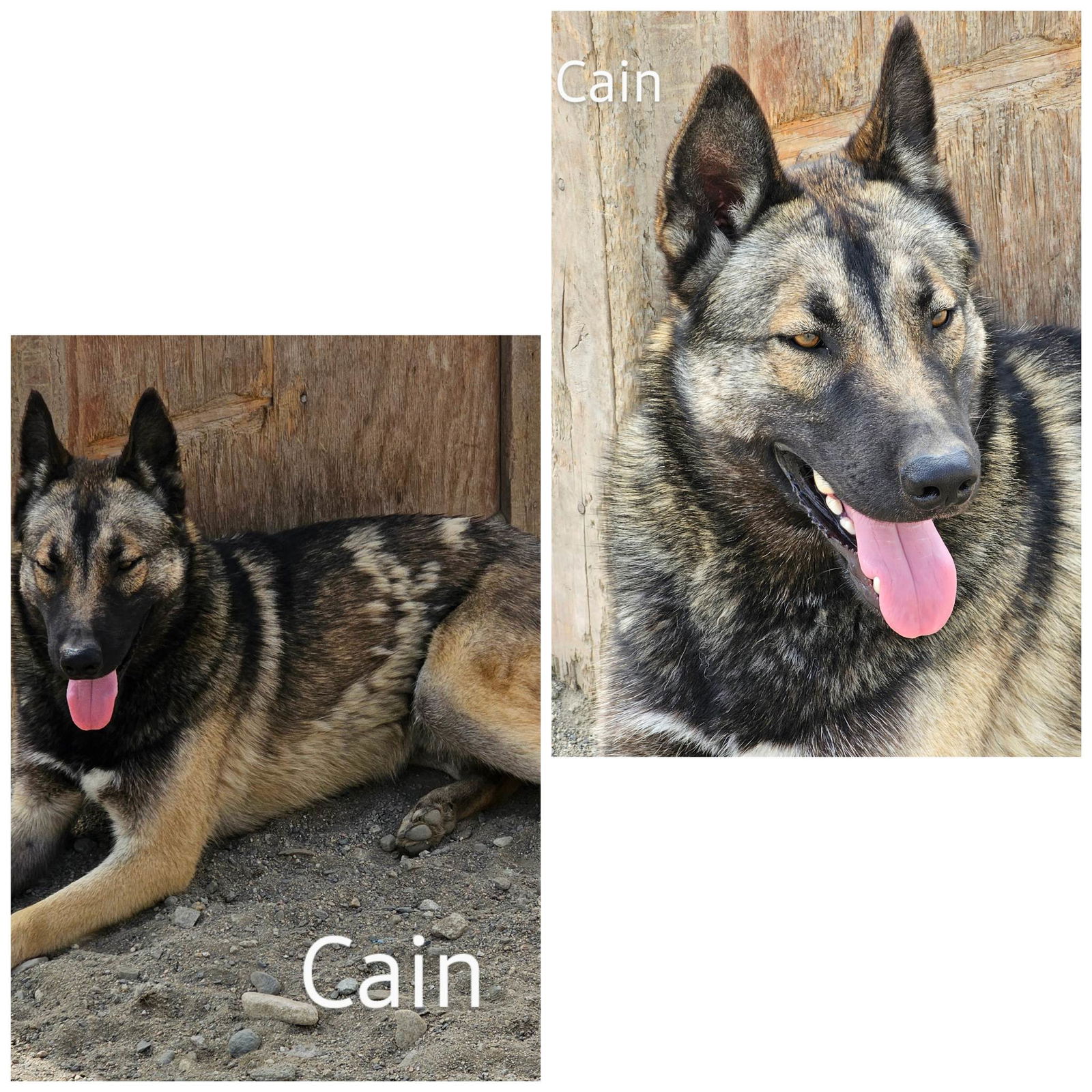 adoptable Dog in Wrightwood, CA named Cain