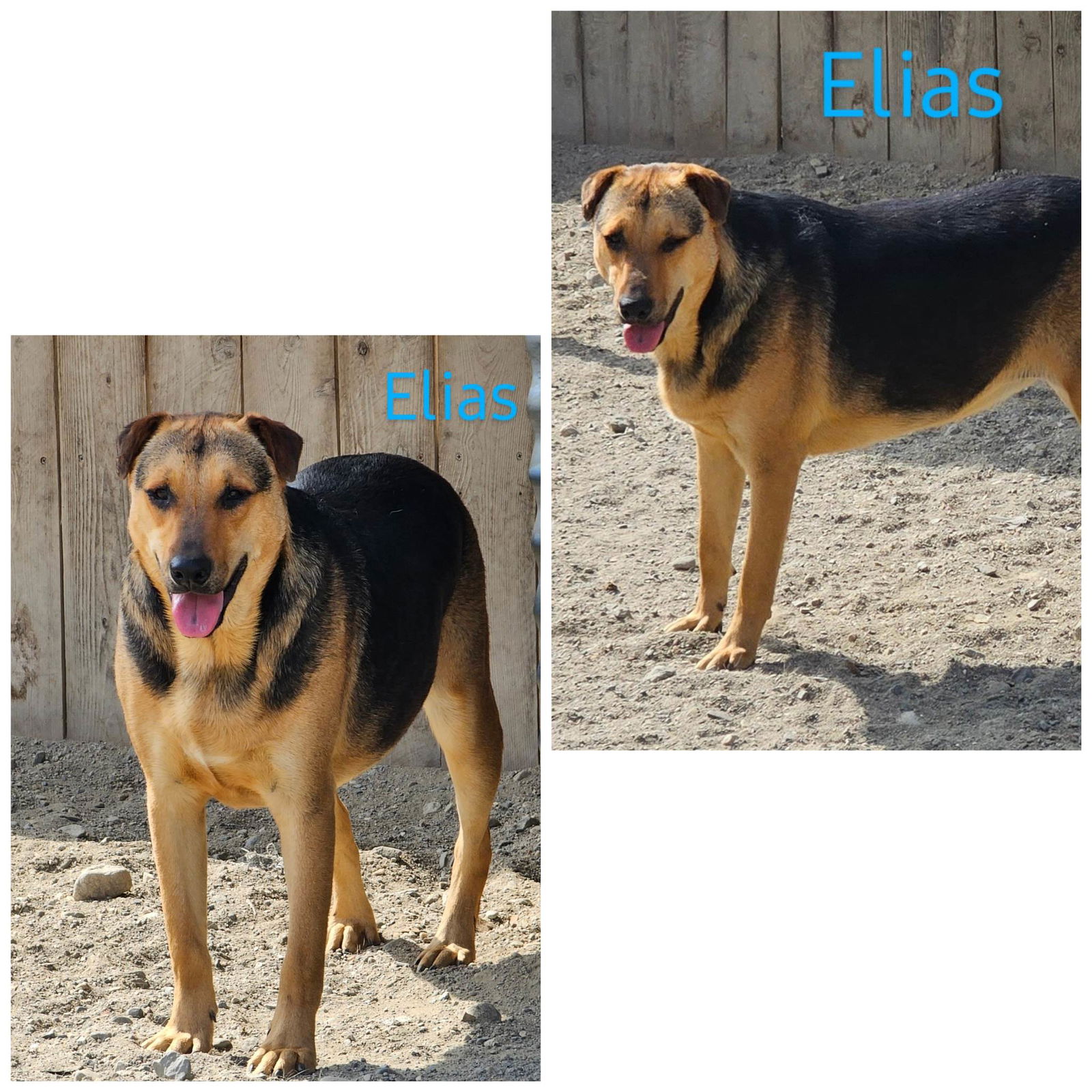 adoptable Dog in Wrightwood, CA named Elias