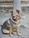 adoptable Dog in Wrightwood, CA named Noelle