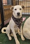 adoptable Dog in  named kendall