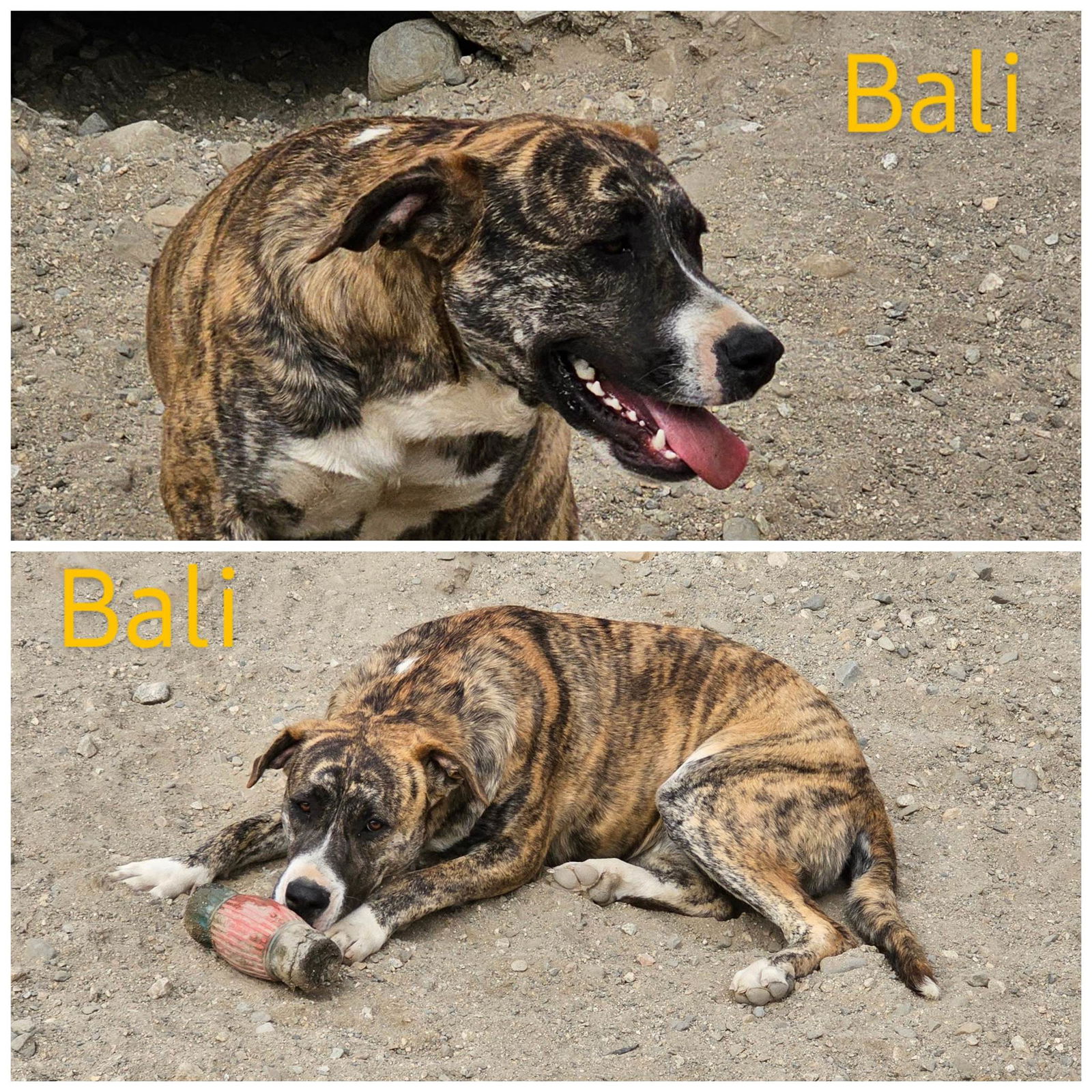 adoptable Dog in Wrightwood, CA named Bali