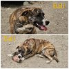 adoptable Dog in wrightwood, CA named Bali