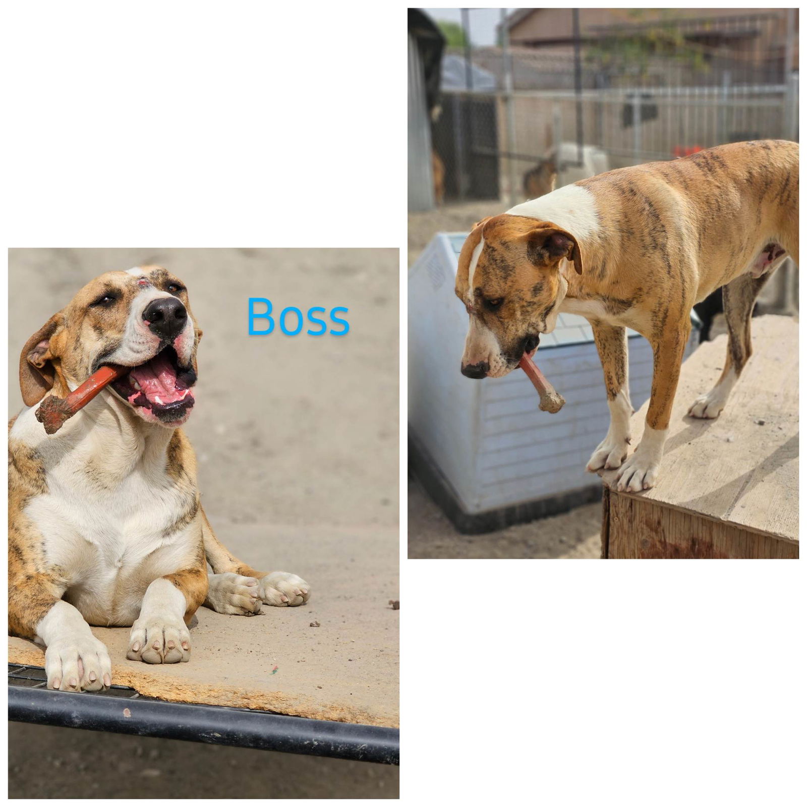 adoptable Dog in Wrightwood, CA named Boss