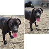 adoptable Dog in Wrightwood, CA named Bouncer