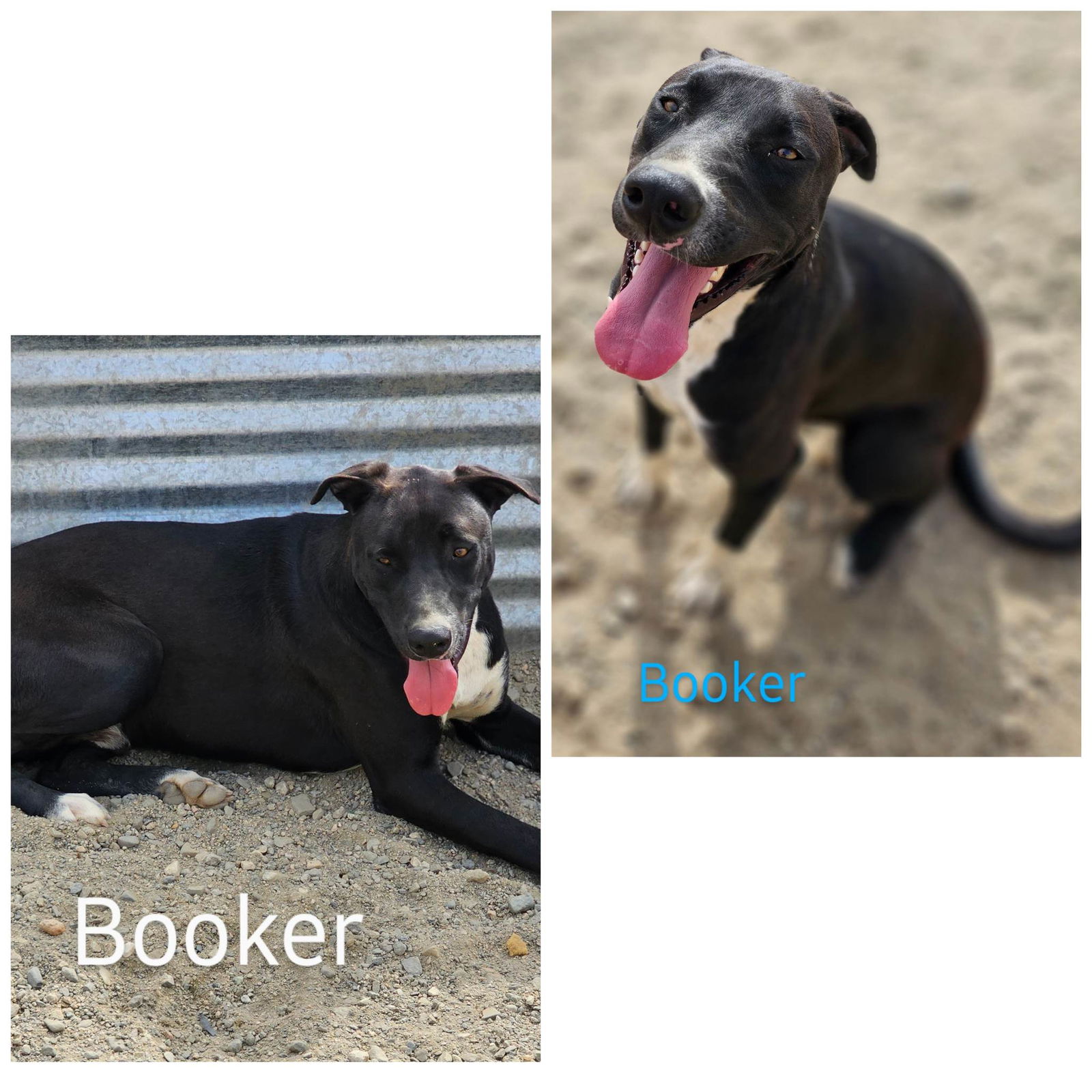 adoptable Dog in Wrightwood, CA named Booker