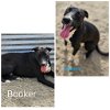 adoptable Dog in wrightwood, CA named Booker