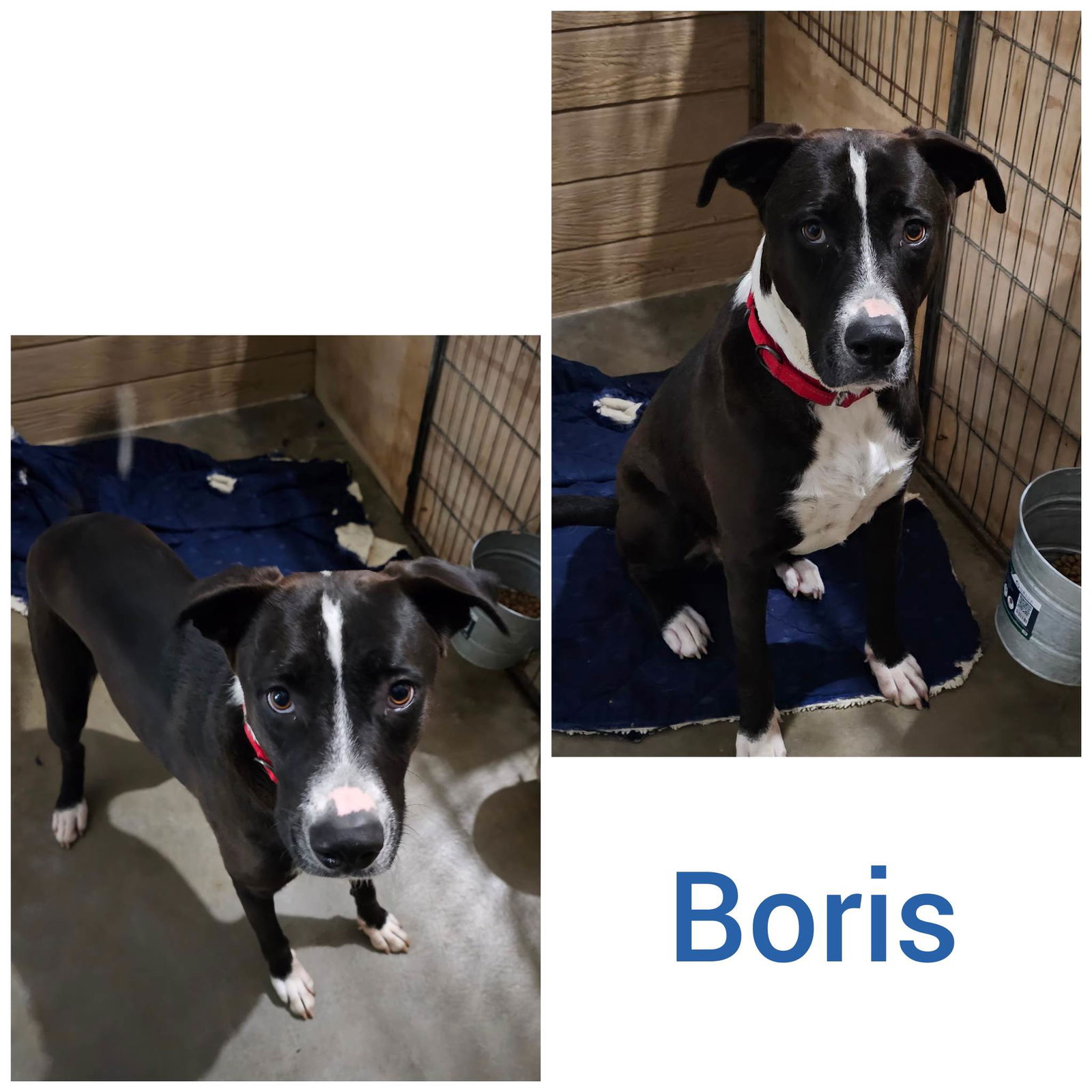 adoptable Dog in Wrightwood, CA named Boris