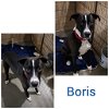 adoptable Dog in wrightwood, CA named Boris
