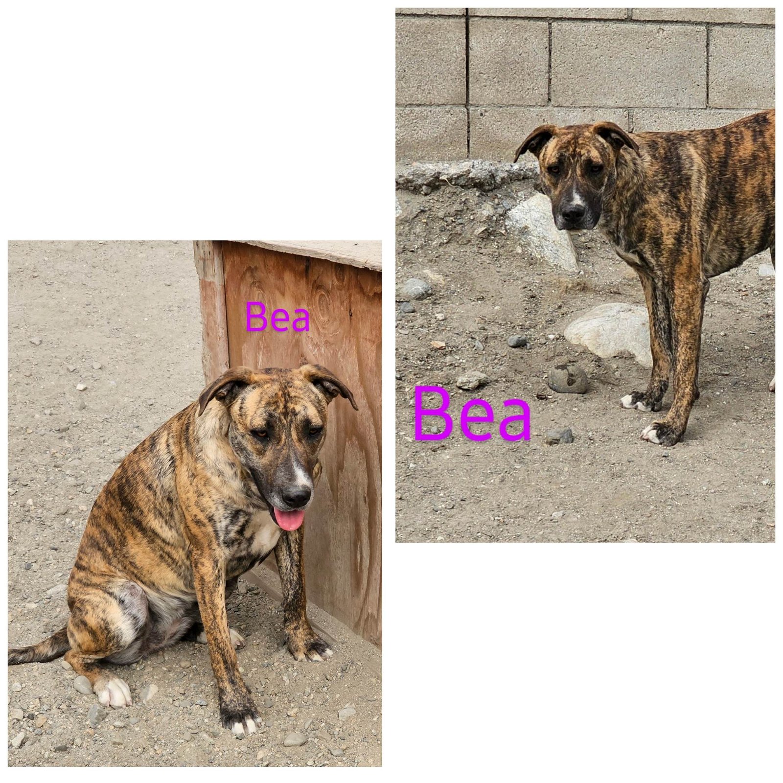 adoptable Dog in Wrightwood, CA named Bea