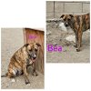 adoptable Dog in wrightwood, CA named Bea
