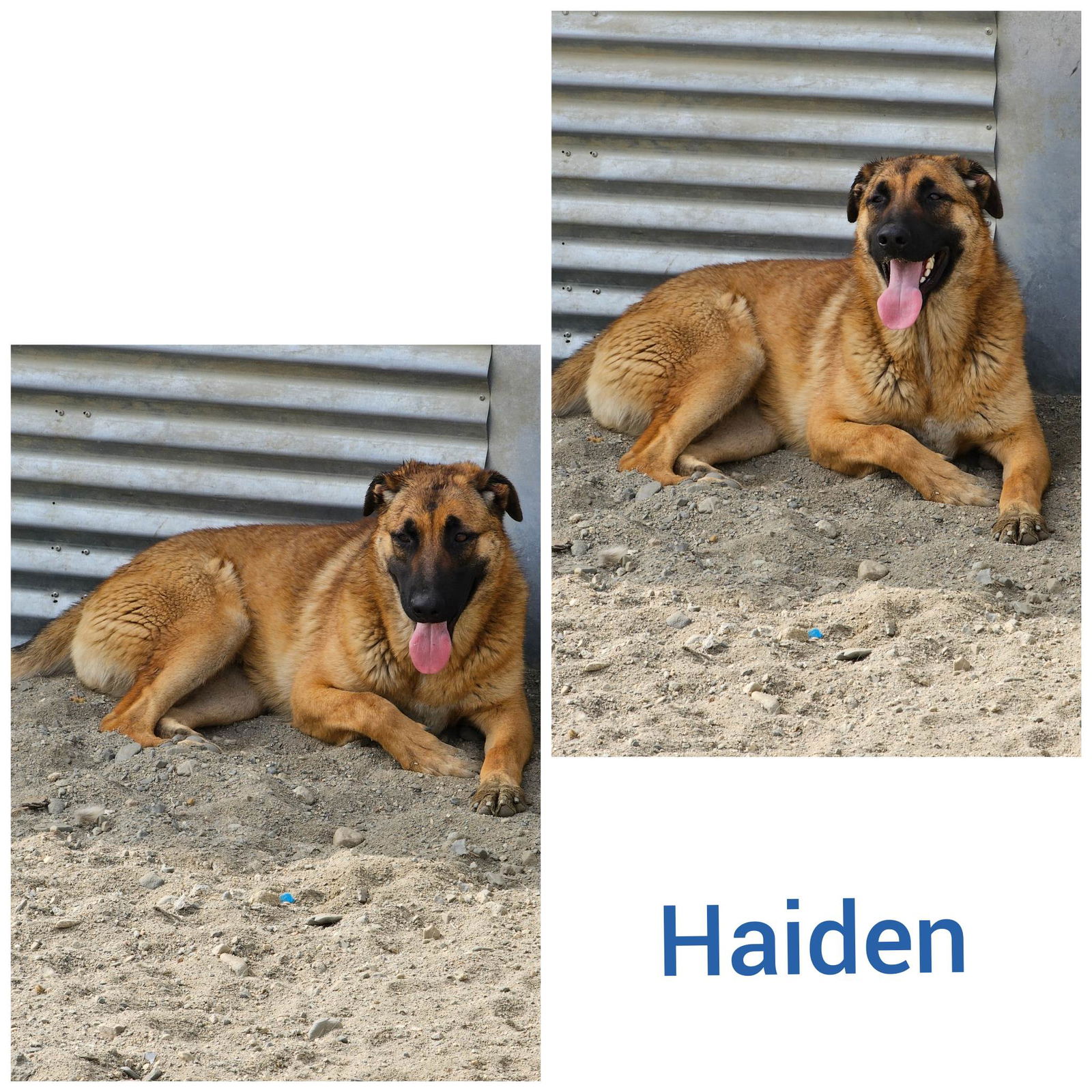 adoptable Dog in Wrightwood, CA named Haiden