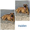 adoptable Dog in wrightwood, CA named Haiden