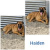 adoptable Dog in wrightwood, CA named Haiden