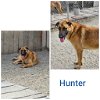 adoptable Dog in wrightwood, CA named Hunter
