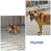 adoptable Dog in Wrightwood, CA named Hunter