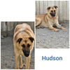 adoptable Dog in Wrightwood, CA named Hudson