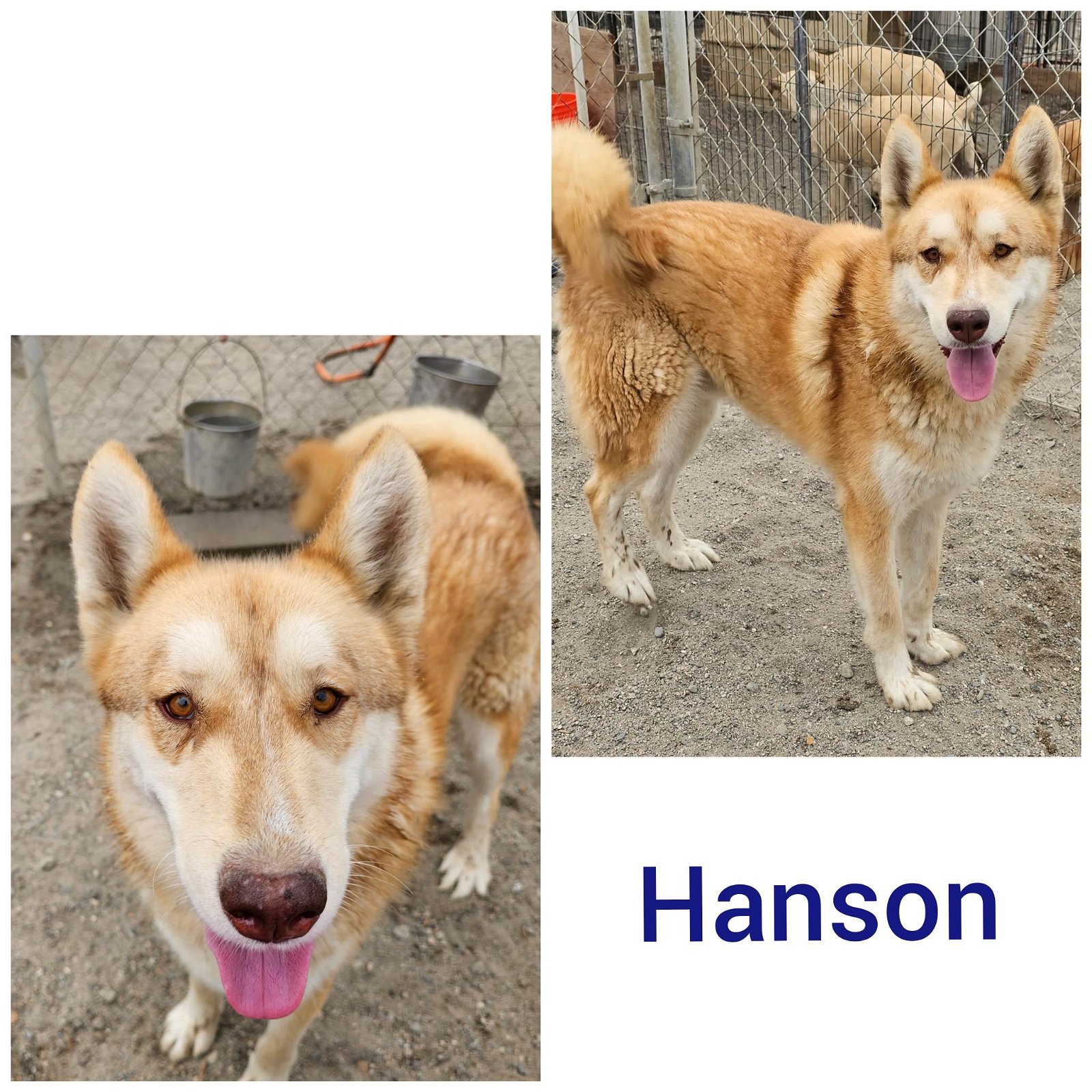 adoptable Dog in Wrightwood, CA named Hanson