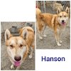 adoptable Dog in wrightwood, CA named Hanson