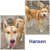 adoptable Dog in  named Hanson