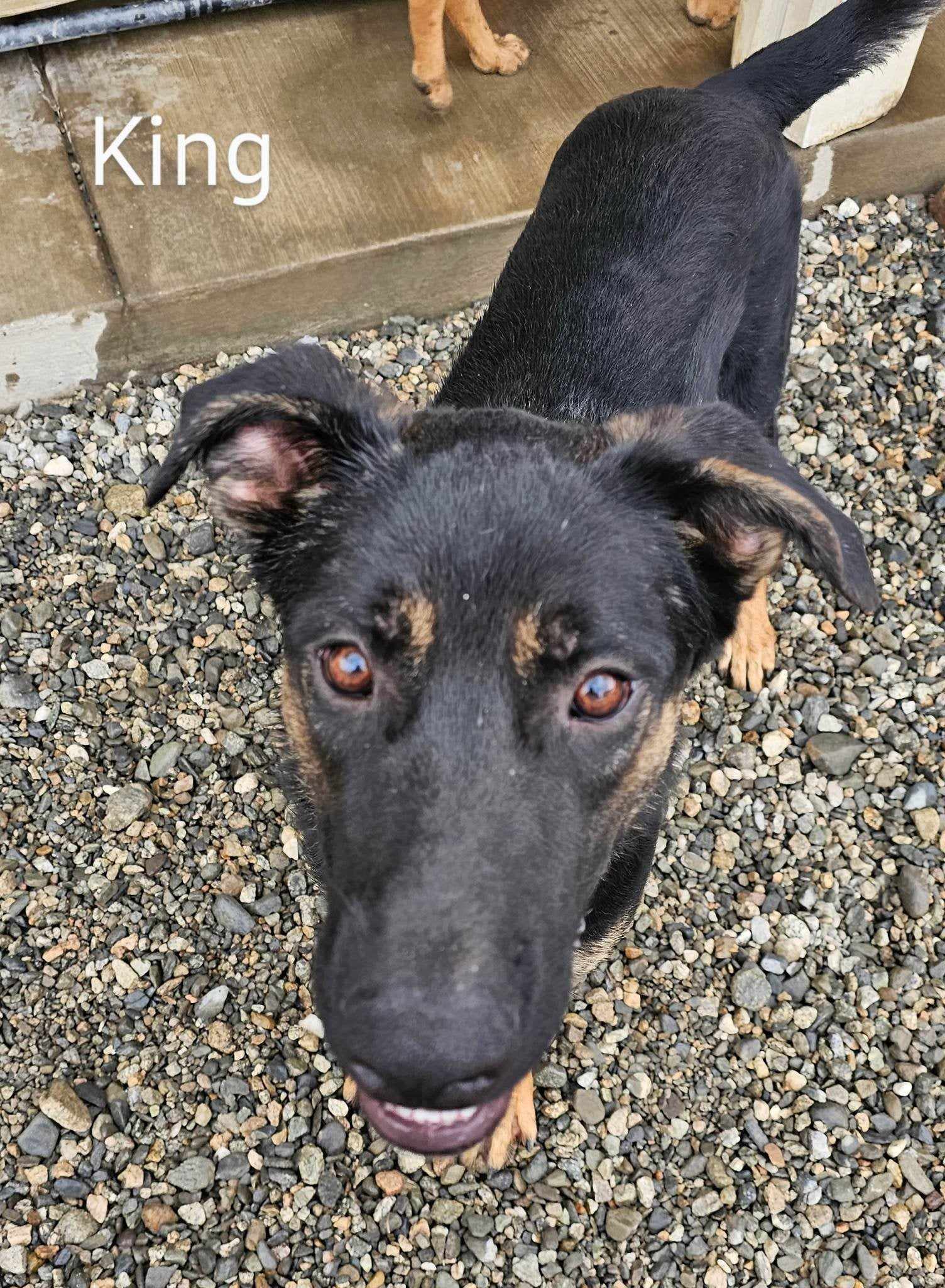 adoptable Dog in Wrightwood, CA named King