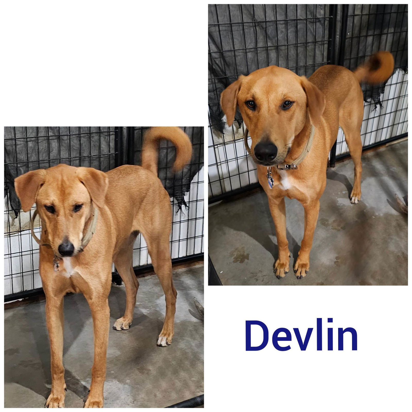 adoptable Dog in Wrightwood, CA named Devlin