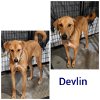 adoptable Dog in wrightwood, CA named Devlin