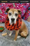 adoptable Dog in wrightwood, CA named Wilma