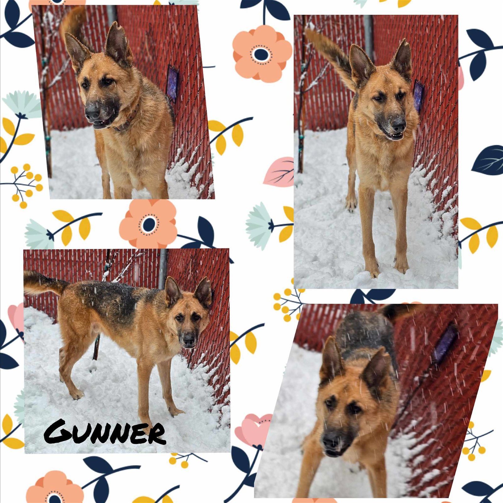 adoptable Dog in Wrightwood, CA named Gunner