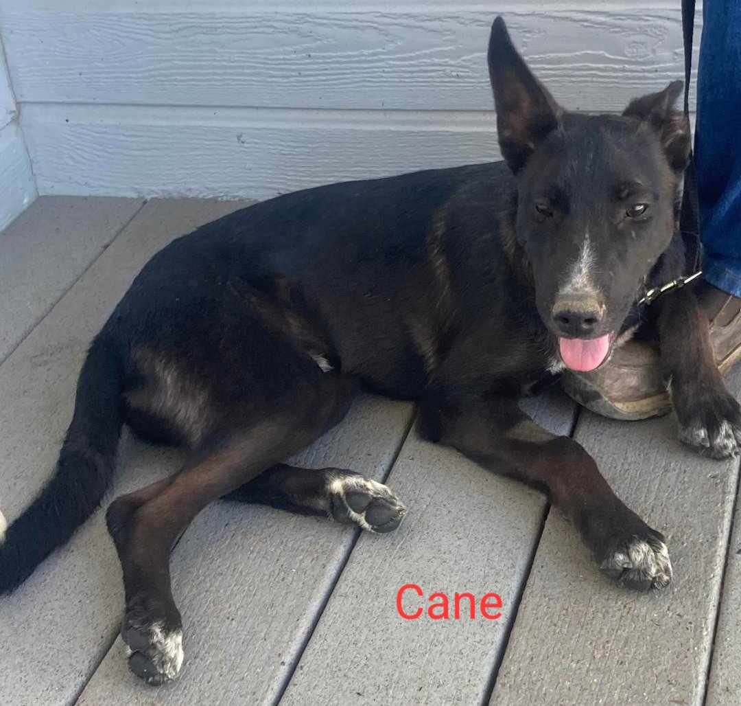 adoptable Dog in Wrightwood, CA named Cane