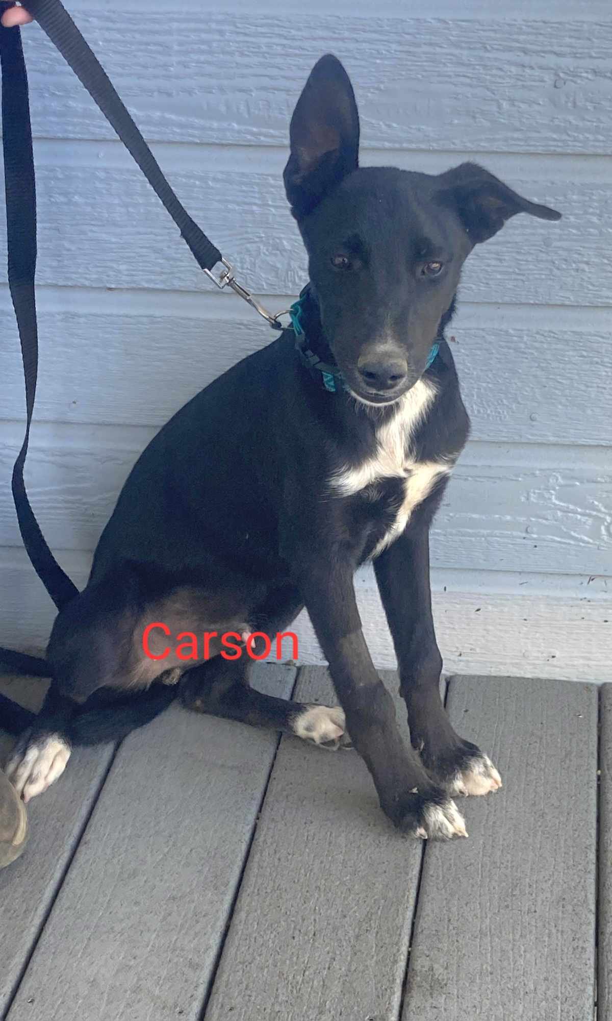 adoptable Dog in Wrightwood, CA named Carson