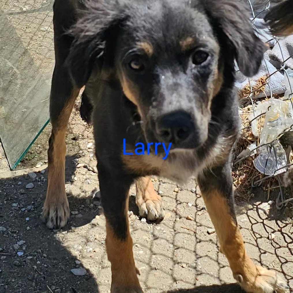 adoptable Dog in Wrightwood, CA named Larry J