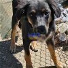 adoptable Dog in wrightwood, CA named Larry J