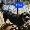 adoptable Dog in wrightwood, CA named Xena