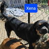 adoptable Dog in Wrightwood, CA named Xena